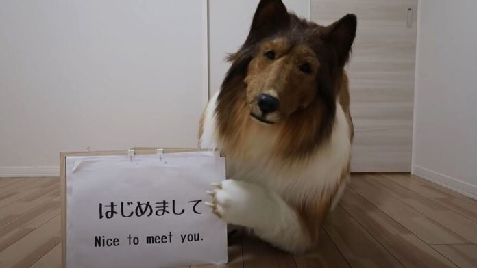 Com 15.000 euros, japonês realiza seu sonho e se transforma em cão