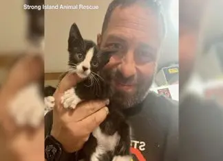 Equipas de resgate movem laje para resgatar gatinho