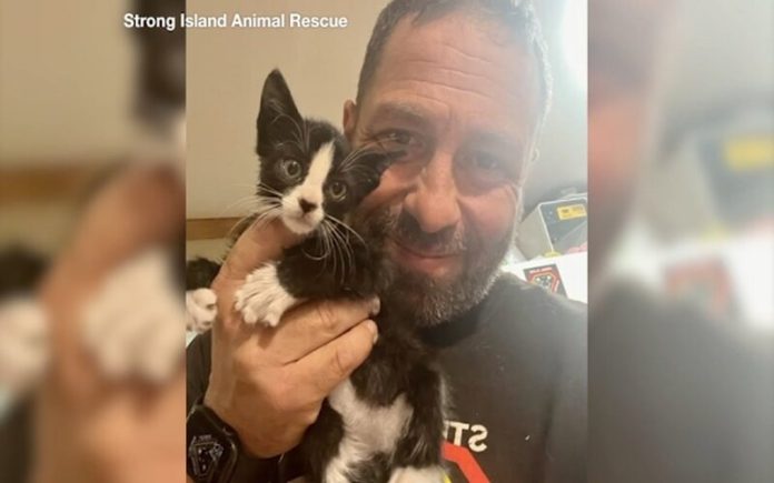 Equipas de resgate movem laje para resgatar gatinho