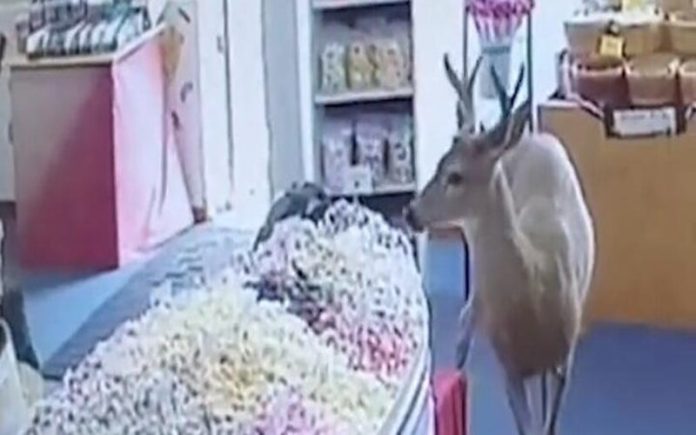 Cervo curioso entra em loja de doces em Washington