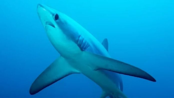 Efeito da cocaína faz tubarões se comportarem de forma assustadora