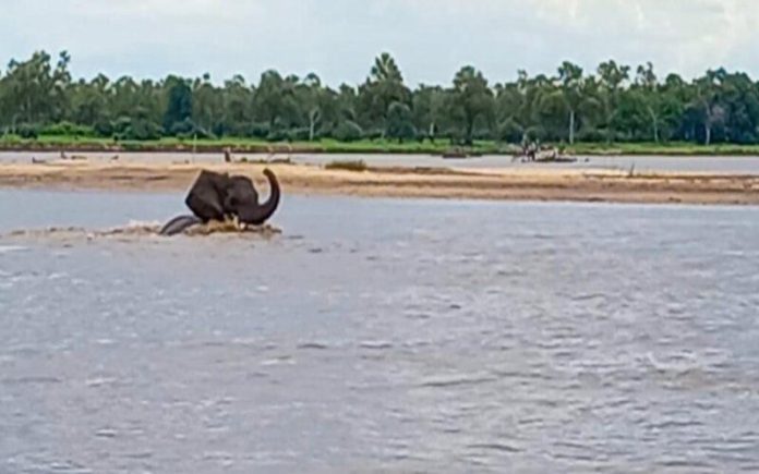Elefante luta contra um crocodilo por morder-lhe o rabo