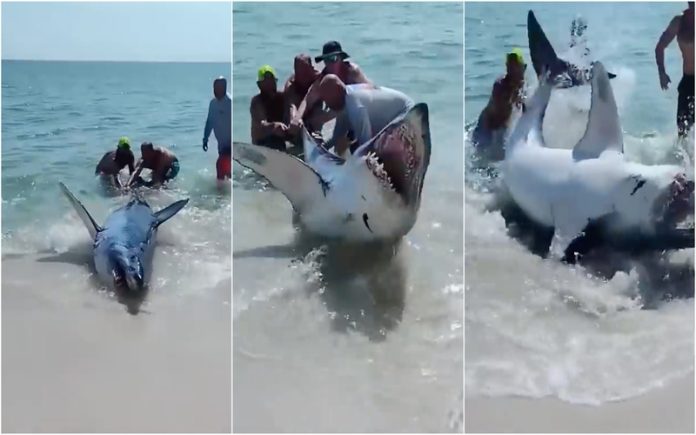 Tubarão é resgatado numa praia na Flórida por banhistas que arriscaram a vida