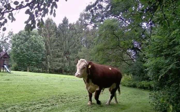 Touro fugitivo é capturado por câmaras de segurança