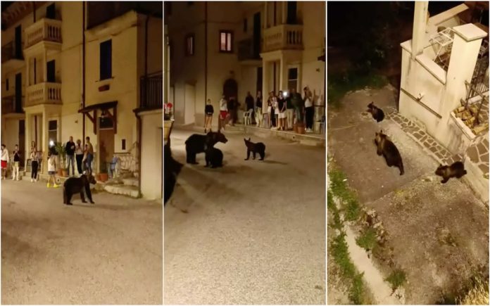 Família de ursos passeia por aldeia italiana e convive com habitantes