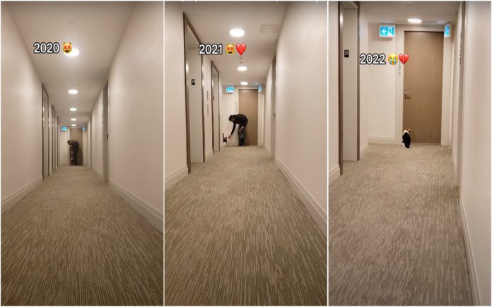 Gata apaixona-se pelo vizinho da frente e fica triste quando deixou de ver no corredor