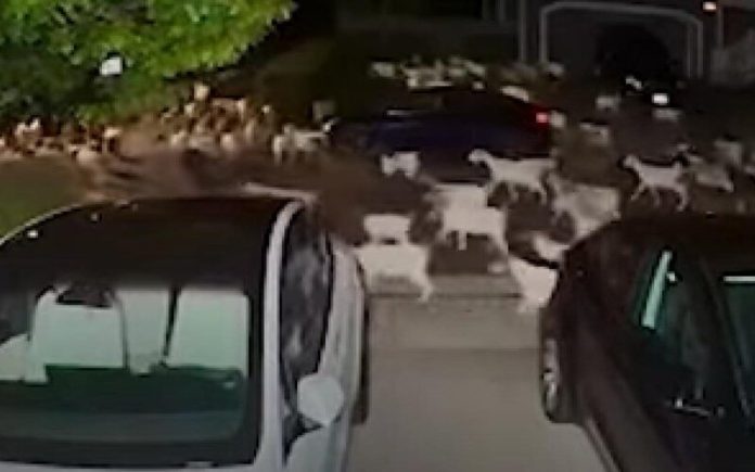 Centenas de cabras escapam em bairro da Califórnia