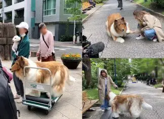 Japonês transforma-se em “Cão humano” com fantasia de 14 mil euros
