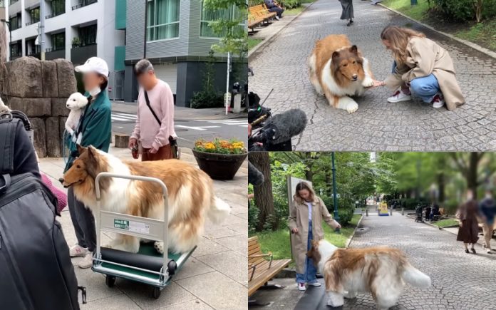 Japonês se transforma em '"Cão humano" com fantasia de 14 mil euros