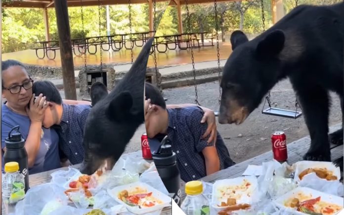 Mãe protege corajosamente filho de urso enquanto ele devora piquenique de aniversário