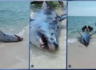 Momento heróico e perigoso: Banhistas na Flórida resgatam tubarão mais rápido do mundo na Praia