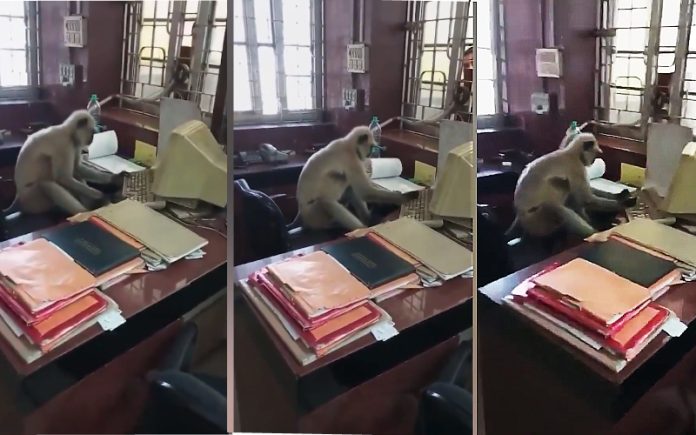 Primata é apanhado usando um computador em escritório de estação ferroviária