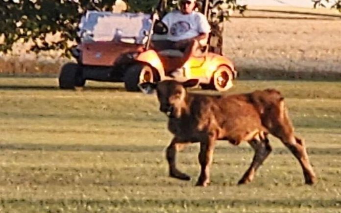 Bezerro fugitivo junta-se a golfistas em campo durante jogo