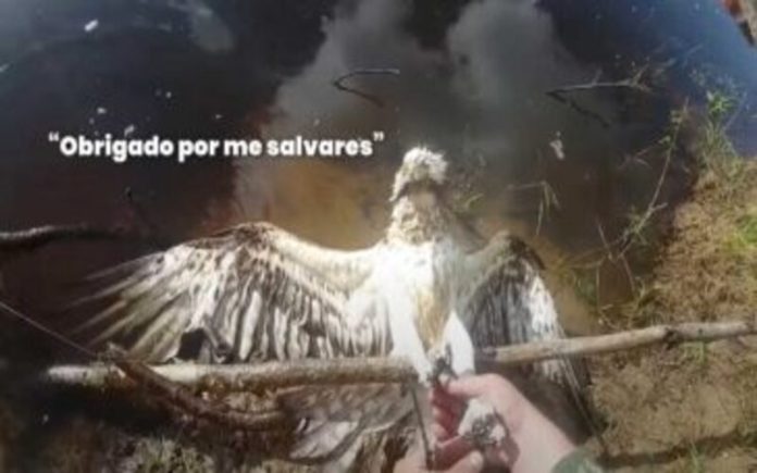 Salva um falcão preso com uma linha de pesca preso nas patas