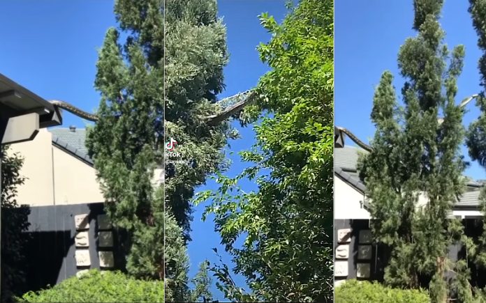 “Só na Austrália”_ Cobra gigante de cinco metros invade almoço em família saindo do teto da casa