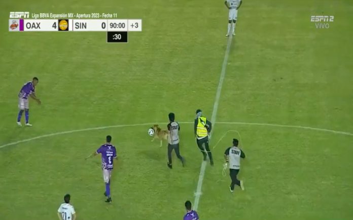 Cão invadiu jogo de futebol no México roubou a bola e fintou os seguranças