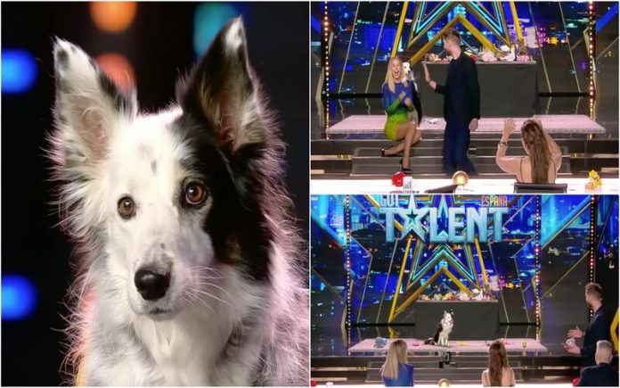 Cão que conhece mais de 200 Palavras vira estrela no Got Talent Espanha