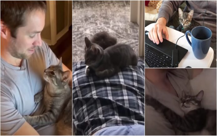 Casal adota o seu primeiro gato mas tem uma "feliz" surpresa