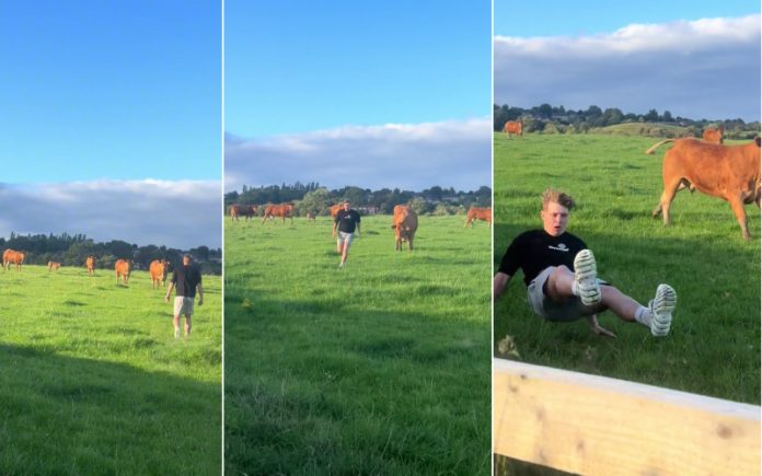 Corrida pela vida_ Jovem é perseguido por vaca após tentar acariciá-la