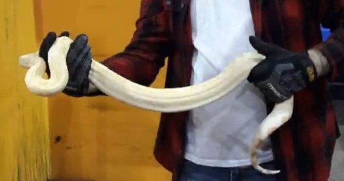 Jiboia albina de 2 metros encontrada no motor de um carro num stand de automóveis