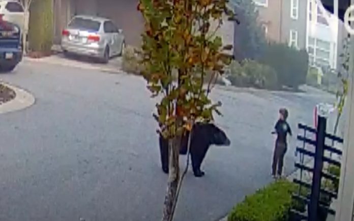 Menino de 7 Anos encara um Urso enquanto brincava junto à sua casa
