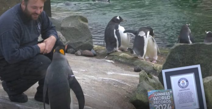 Nils Olav, o pinguim escocês que se tornou general na Noruega