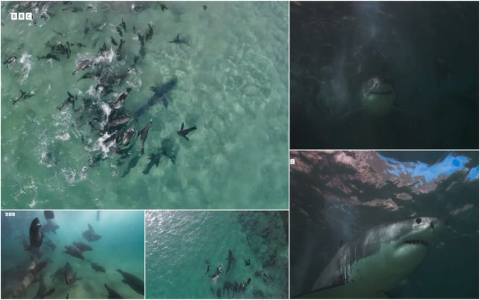 Grupo de Focas une-se para afugentar um enorme tubarão branco