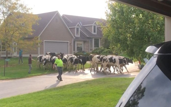 Quatro dúzias de vacas invadem bairro de Wisconsin