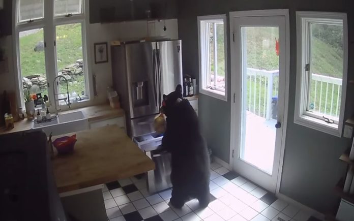 Urso rouba lasanha do congelador de uma casa