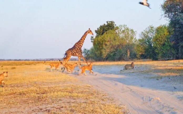 20 leões perseguem uma girafa em espetáculo de sobrevivência