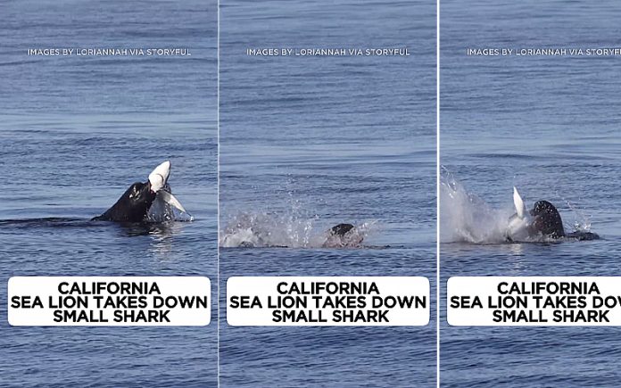 A situação inverteu-se_ um leão-marinho furioso foi filmado a despedaçar um tubarão em alto-mar