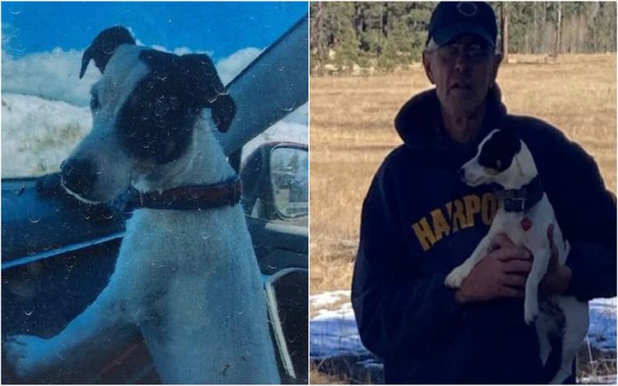 Cadela foi encontrada 72 dias depois ao lado do corpo do dono que morreu