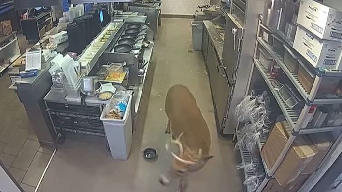 Cerdo surpreende clientes e invade restaurante em funcionamento