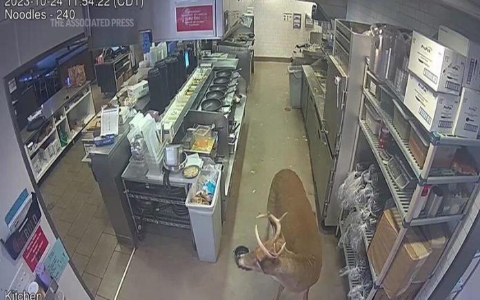 Cervo bate na janela de um restaurante lotado em Wisconsin