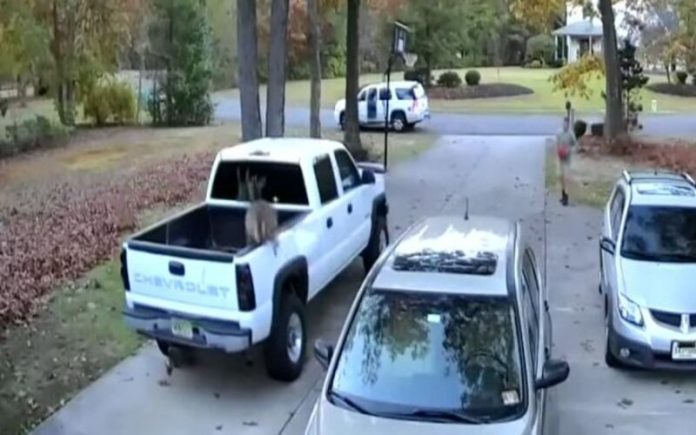 Cervo pousa na carroceria de uma carrinha durante a venda