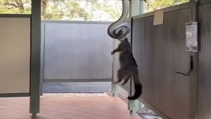 Cobra píton ataca gambá pelo pescoço e surpreende em vídeo