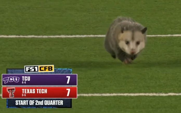 Gambá corre para campo durante jogo de futebol americano da Texas Tech