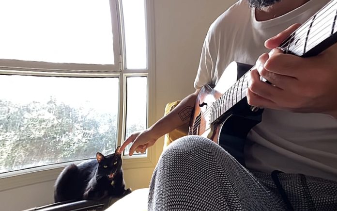 Gato viraliza ao cantar Blues em um dueto com seu dono guitarrista