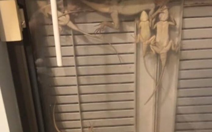 Lagartos e sapos abrigam-se à noite na janela de uma mulher na Flórida