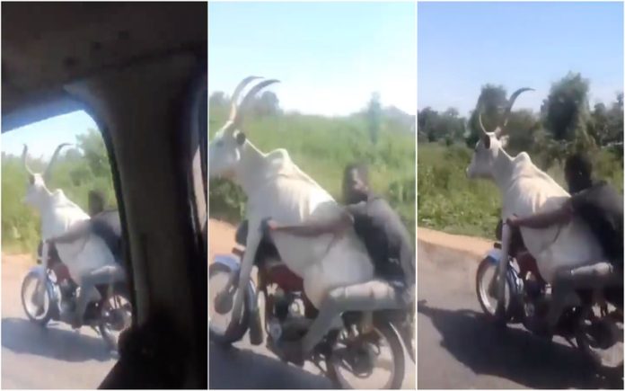 Motociclista deu boleia a touro com enormes chifres