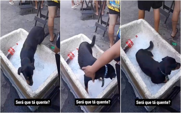 Onda de calor no Brasil leva cão a refrescar-se numa caixa térmica
