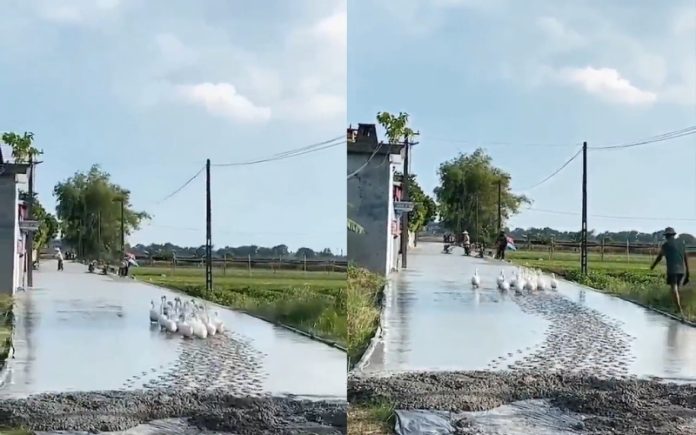 Trolhas são surpreendidos por patos a atravessar o cimento fresco, depois de um longo dia de trabalho