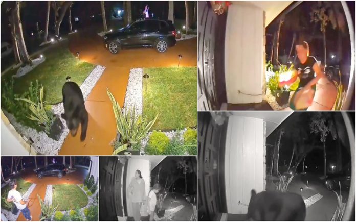 Urso rouba saco com tacos mexicanos e deixa família inteira sem jantar