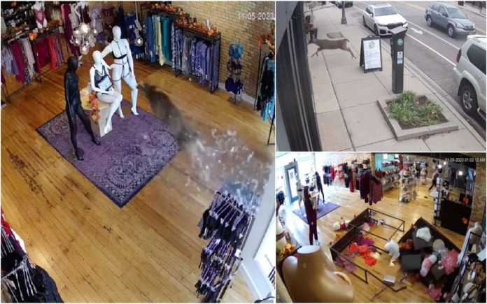 Veado invade loja de lingerie e lança o caos