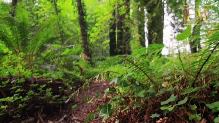 Floresta encontrada nos Estados Unidos é a mais antiga do mundo, com 385 milhões de anos