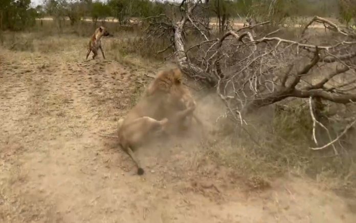 Leão ataca Hiena a poucos metros de turistas