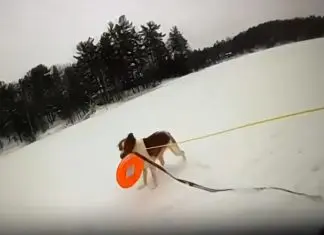Cadela resgata o dono que tinha caído em água de lago congelada