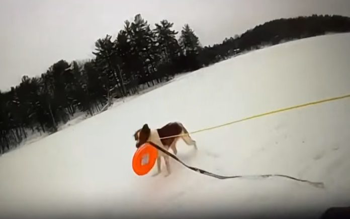 Cadela resgata o dono que tinha caído em água de lago congelada