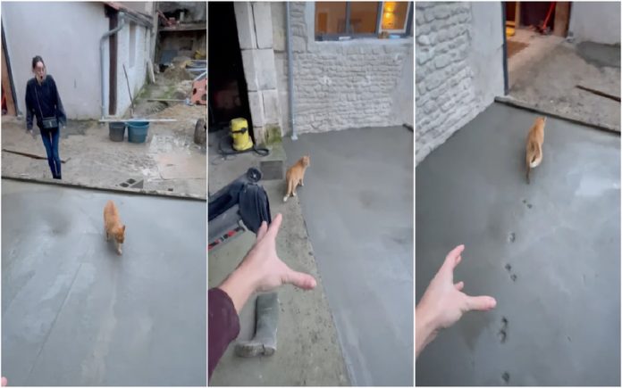 Gato arruína trabalho de renovação de espaço ao ao passar por cima do cimento fresco