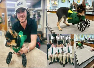 Jovens unem-se para dar outra vida a cadela com uma cadeira de rodas